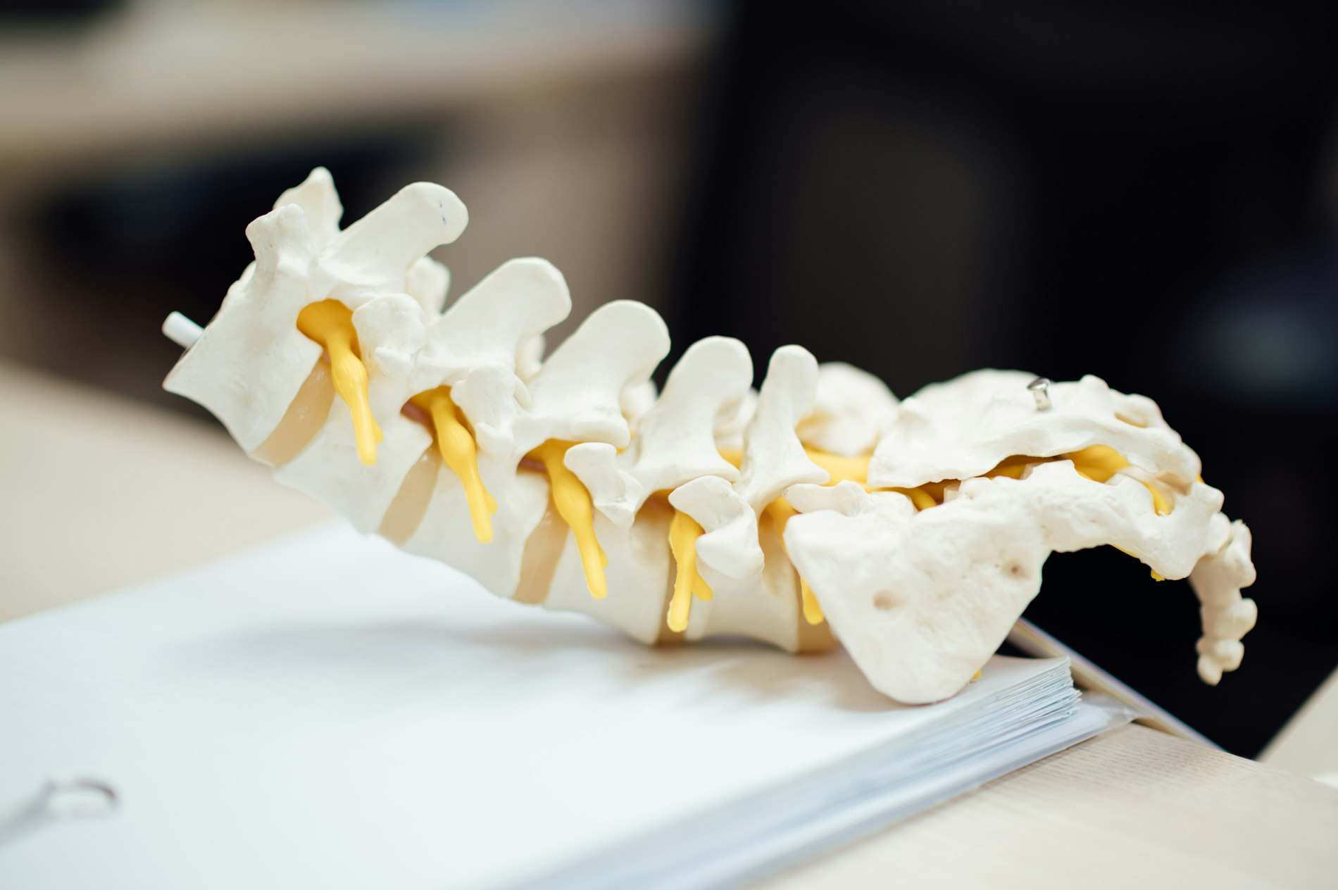 Modelo anatômico de coluna vertebral sobre fundo claro